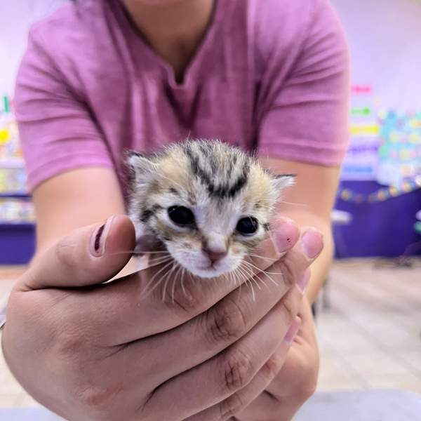Beneficia Gobierno de Sonora salud animal con jornada de bienestar 